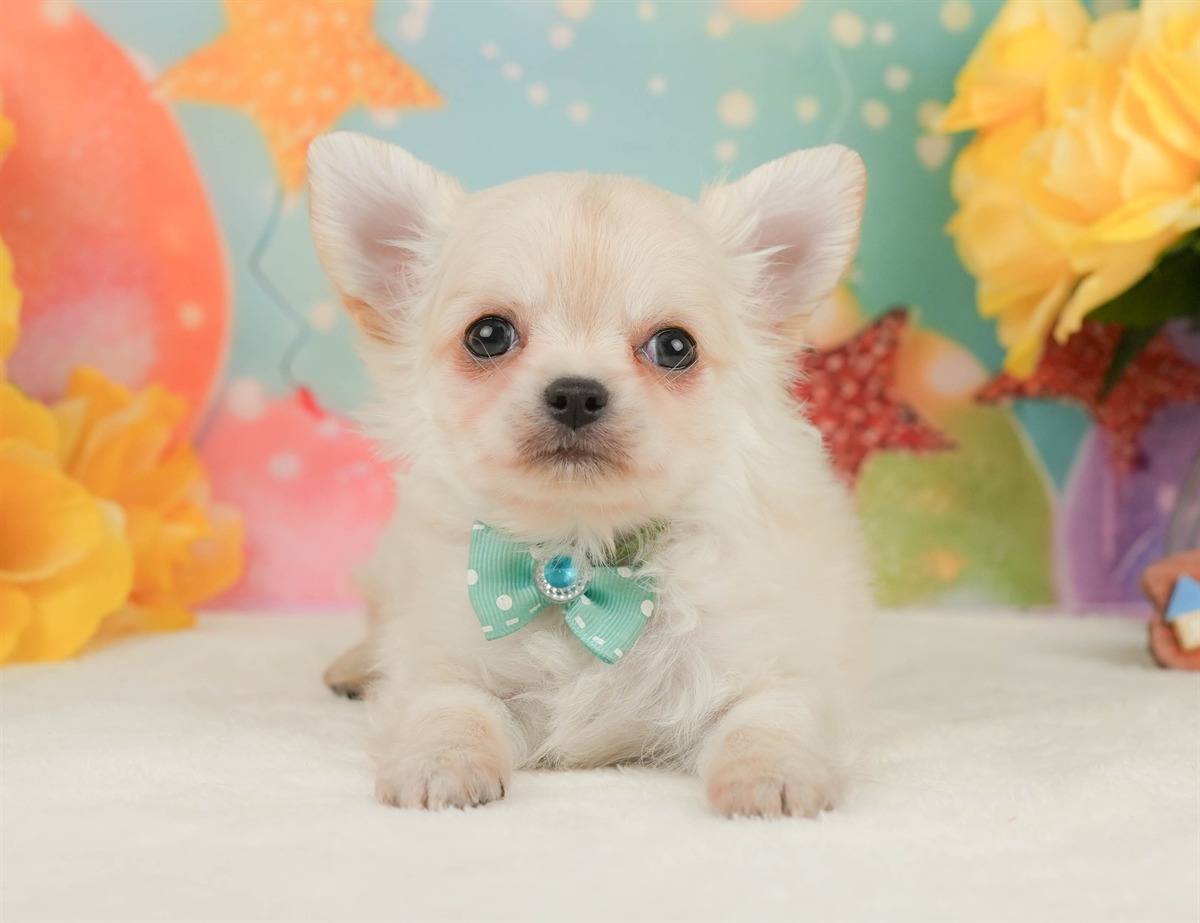 チワワ(ロング) | 男の子 | クリーム | 2026年2月8日