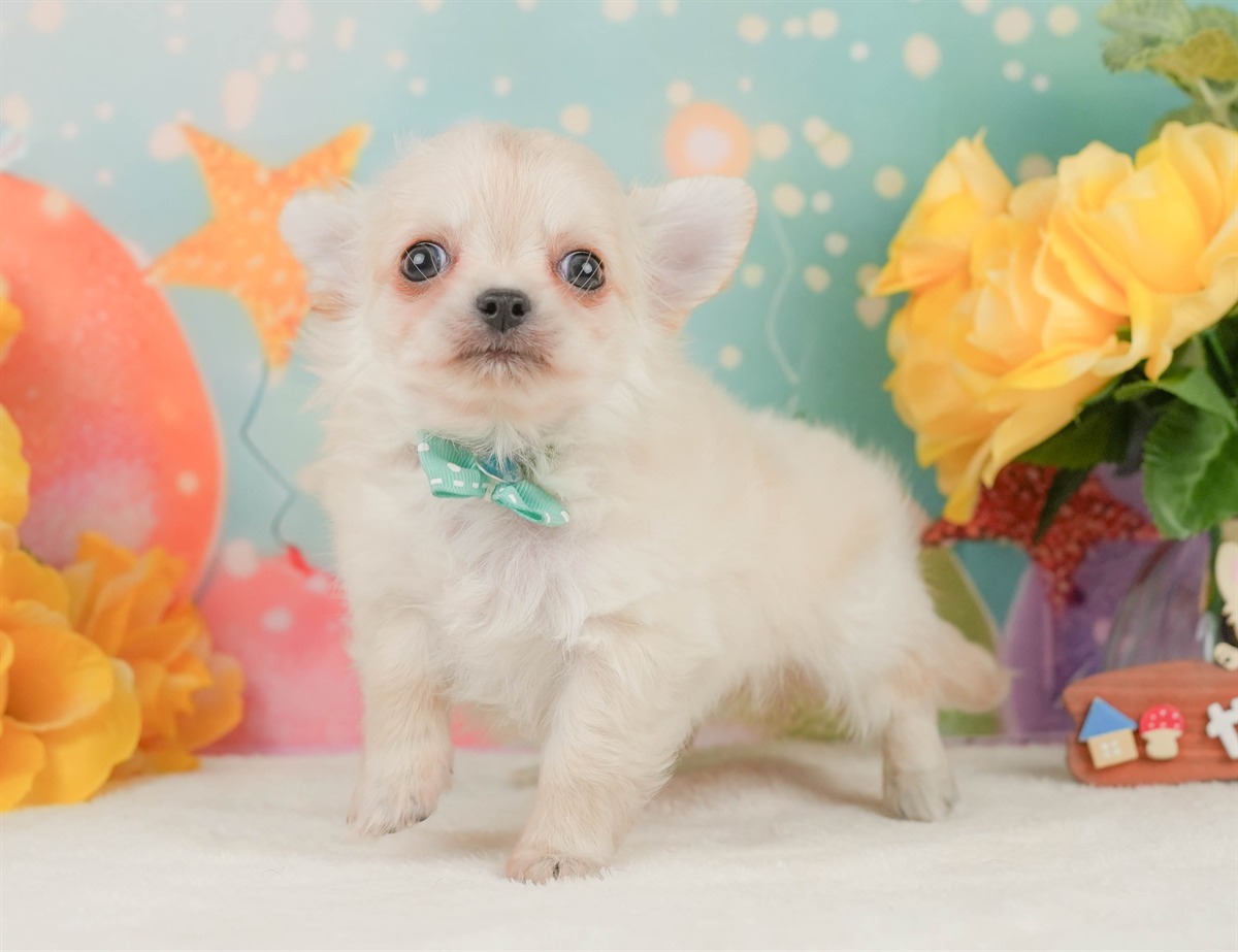 チワワ(ロング) | 男の子 | クリーム | 2026年2月8日