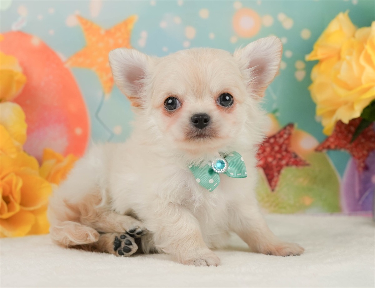チワワ(ロング) | 男の子 | クリーム | 2026年2月8日