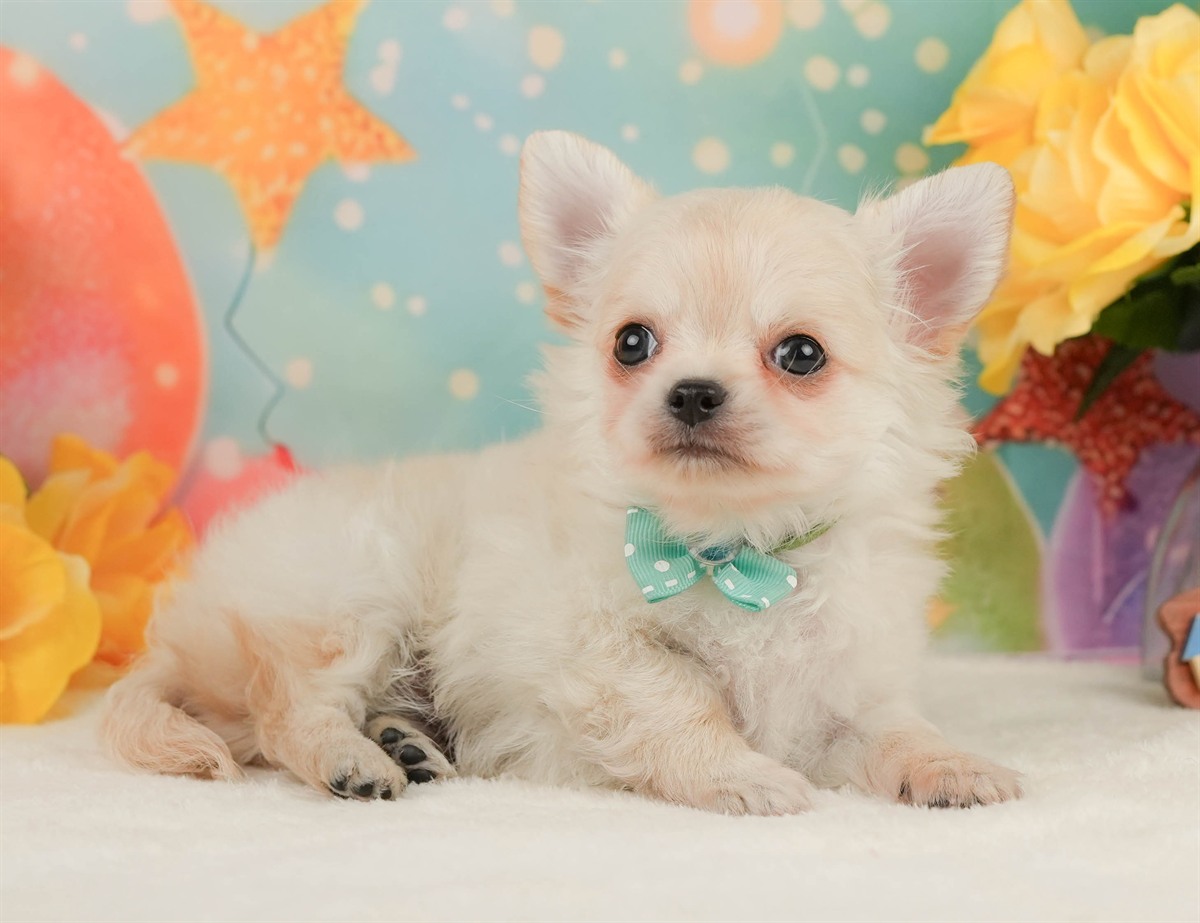 チワワ(ロング) | 男の子 | クリーム | 2026年2月8日
