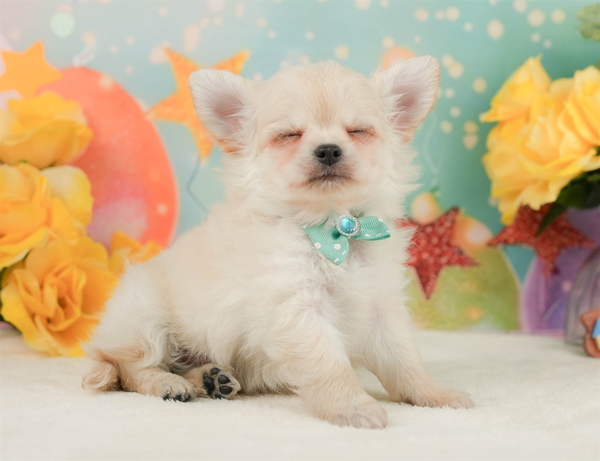 チワワ(ロング) | 男の子 | クリーム | 2026年2月8日