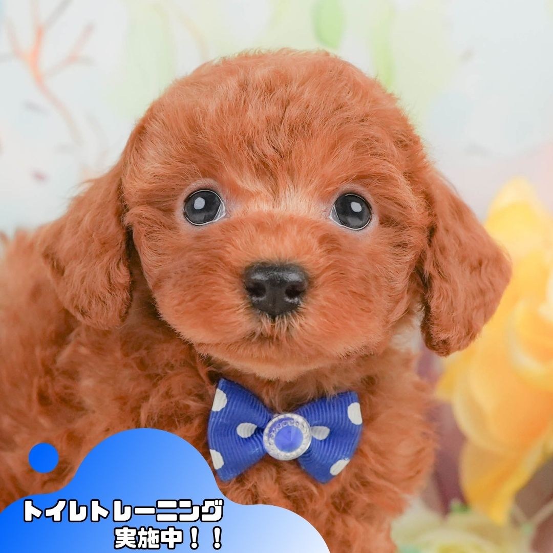 トイ・プードル | 男の子 | レッド | 2026年2月8日