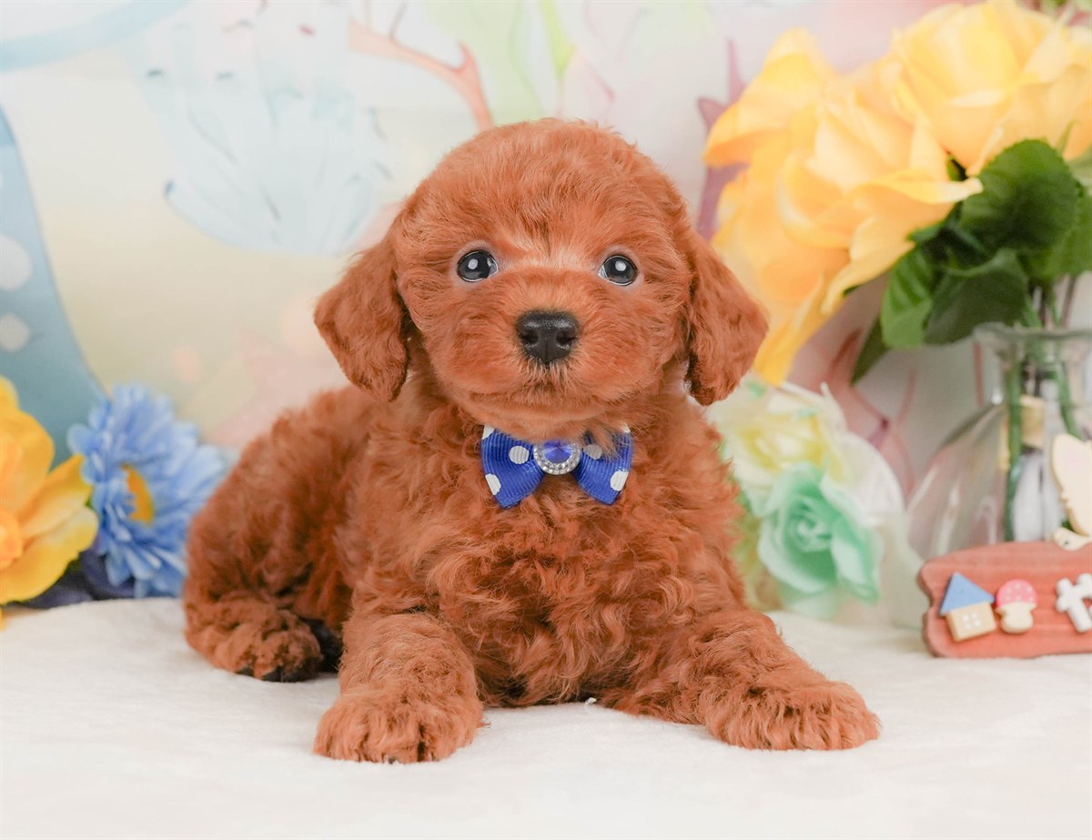 トイ・プードル | 男の子 | レッド | 2026年2月8日