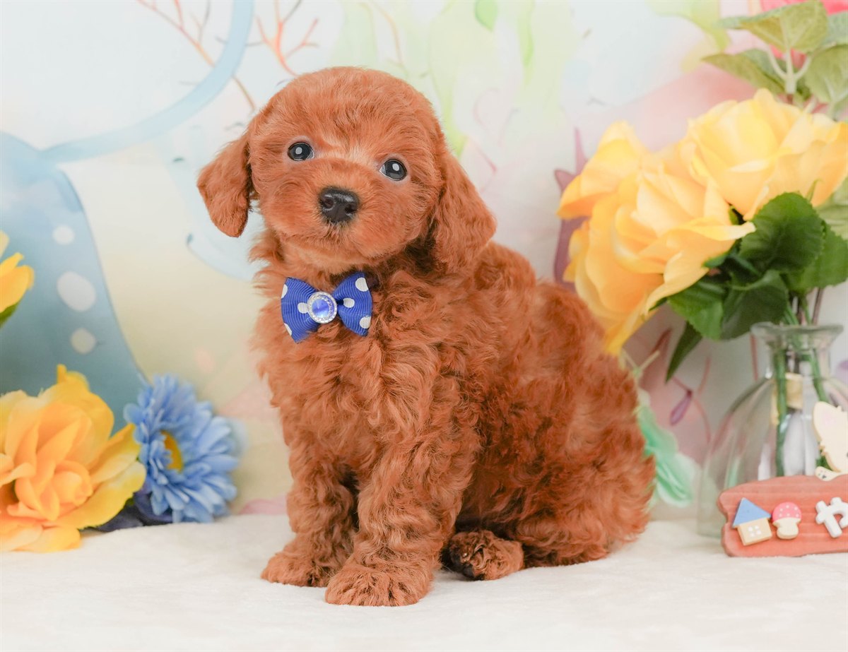 トイ・プードル | 男の子 | レッド | 2026年2月8日