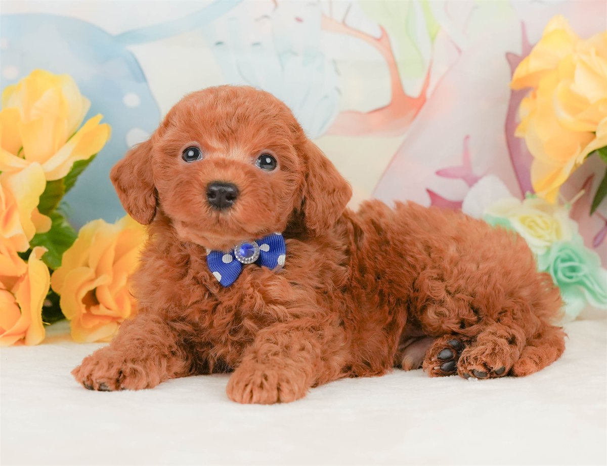 トイ・プードル | 男の子 | レッド | 2026年2月8日