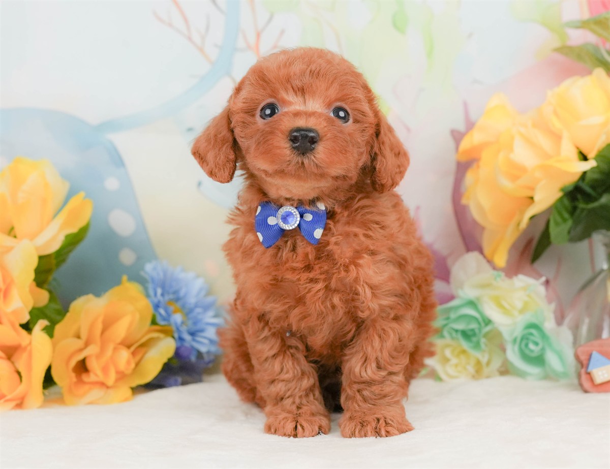 トイ・プードル | 男の子 | レッド | 2026年2月8日