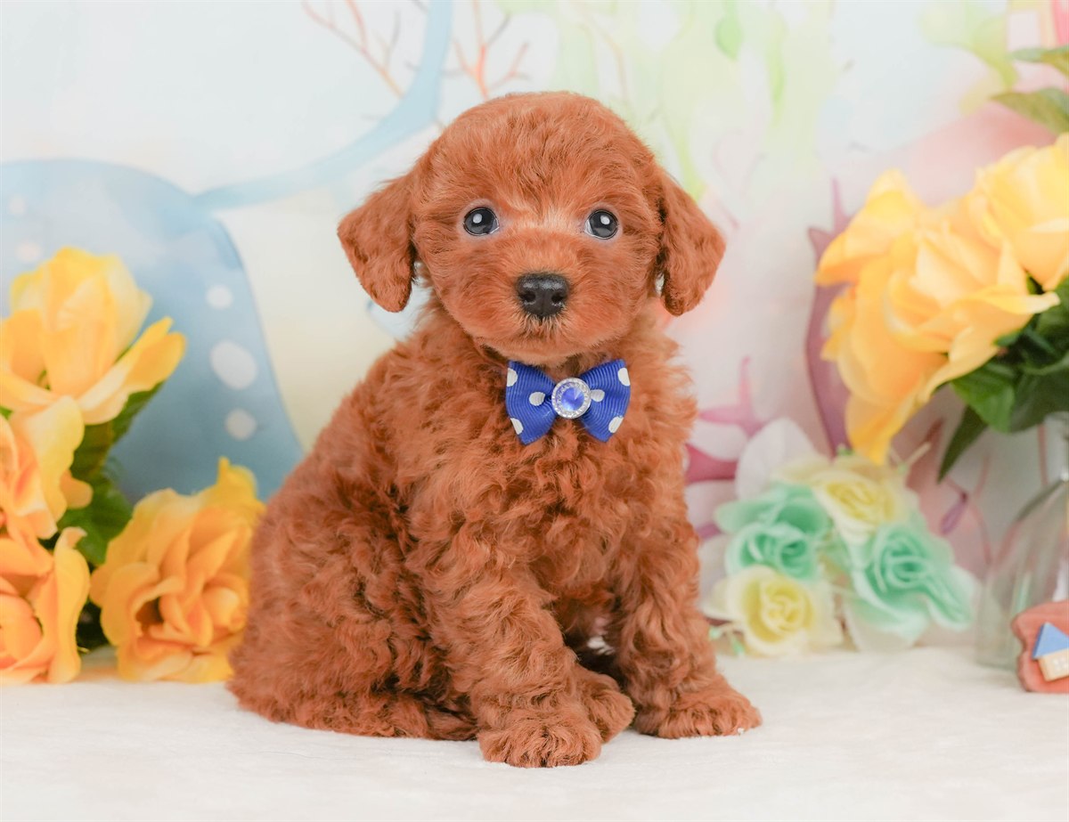 トイ・プードル | 男の子 | レッド | 2026年2月8日