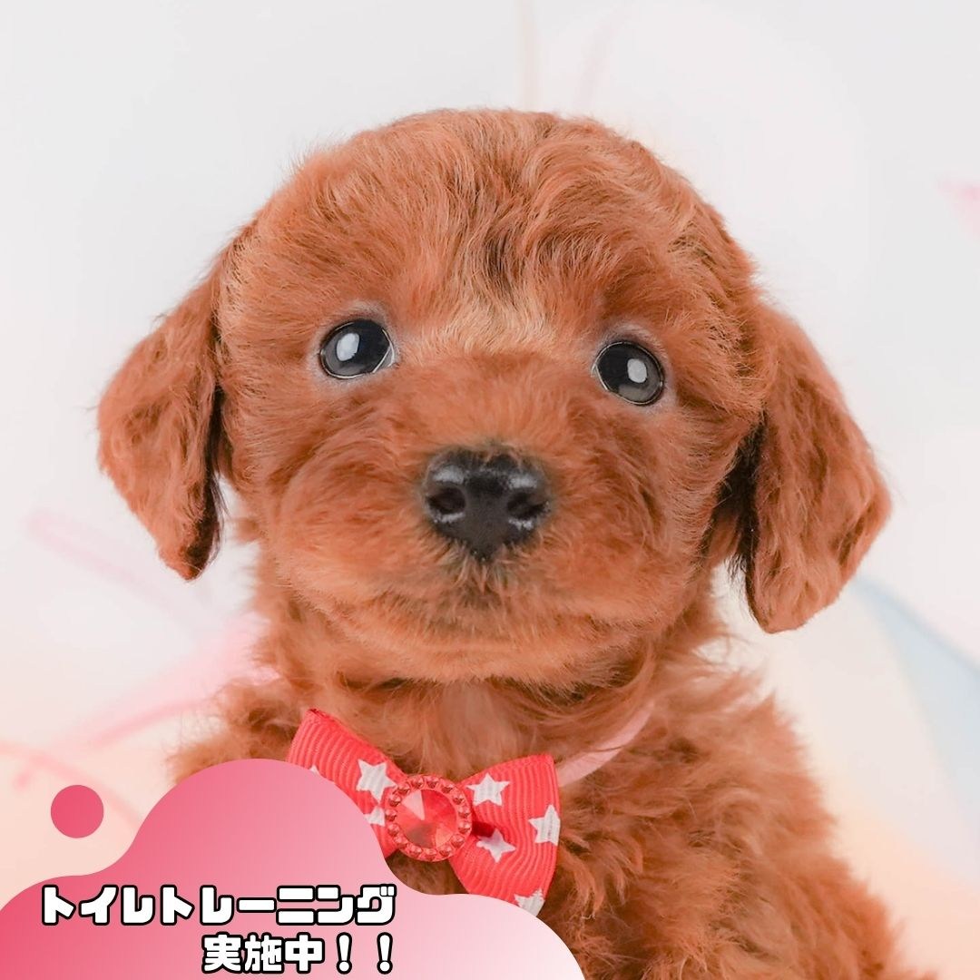 トイ・プードル | 女の子 | レッド | 2026年2月8日