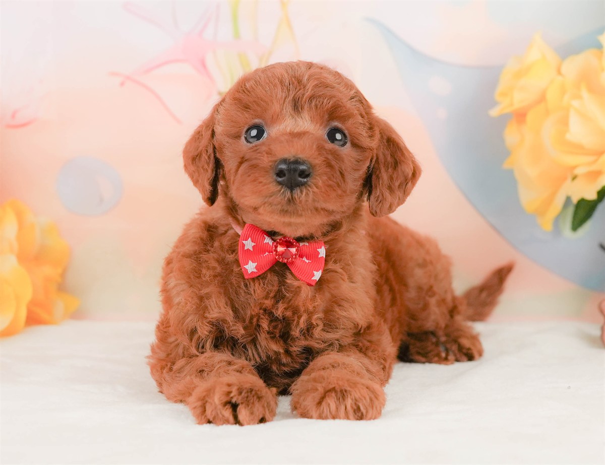 トイ・プードル | 女の子 | レッド | 2026年2月8日