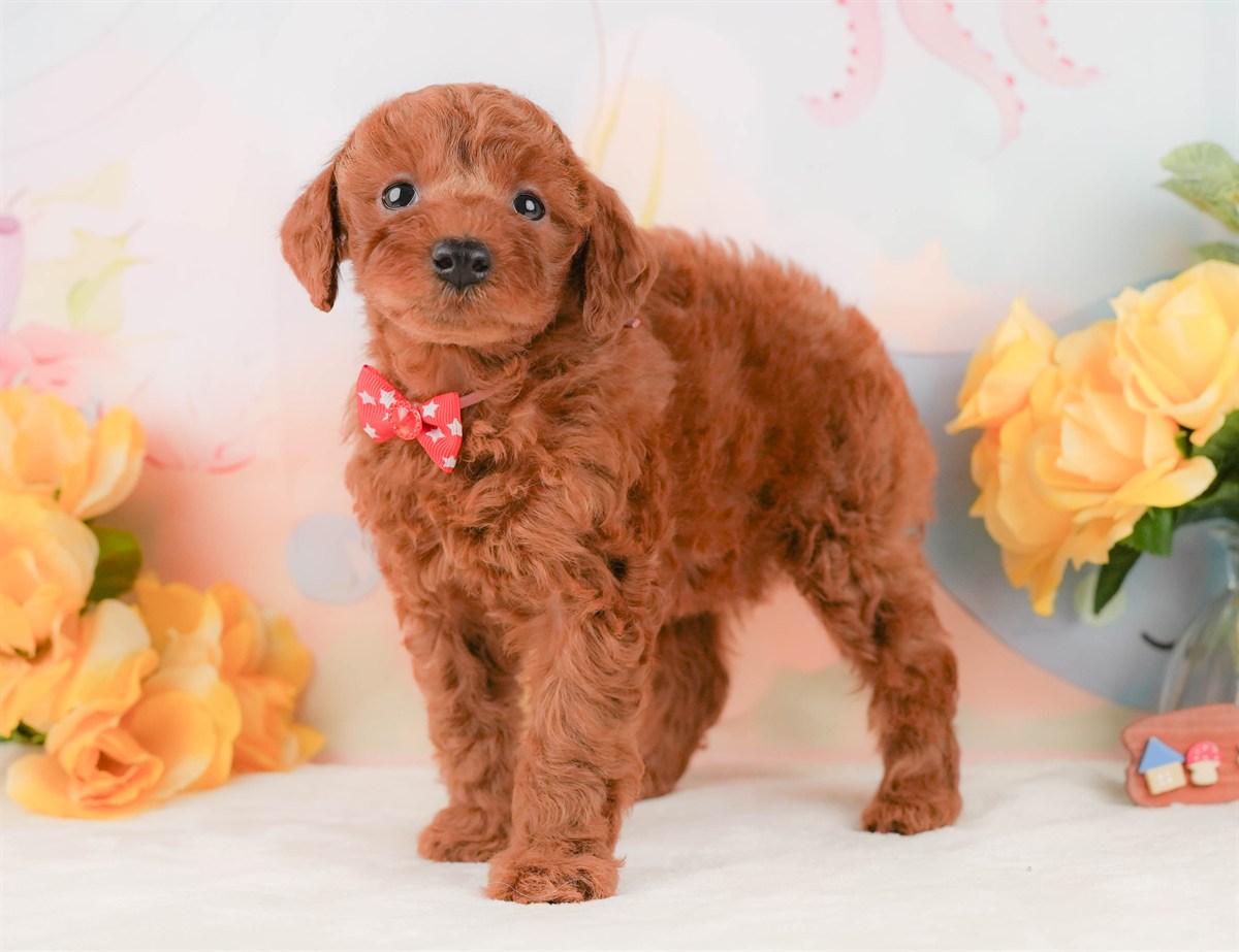 トイ・プードル | 女の子 | レッド | 2026年2月8日