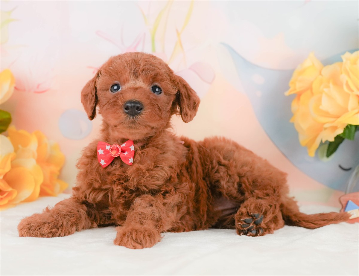 トイ・プードル | 女の子 | レッド | 2026年2月8日