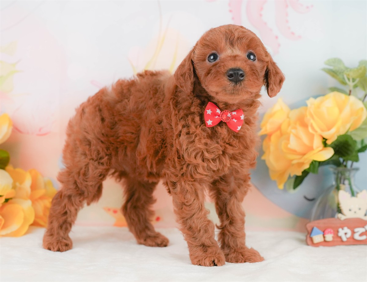 トイ・プードル | 女の子 | レッド | 2026年2月8日
