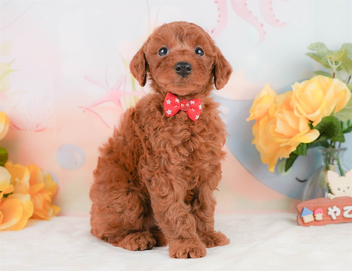 トイ・プードル | 女の子 | レッド | 2026年2月8日