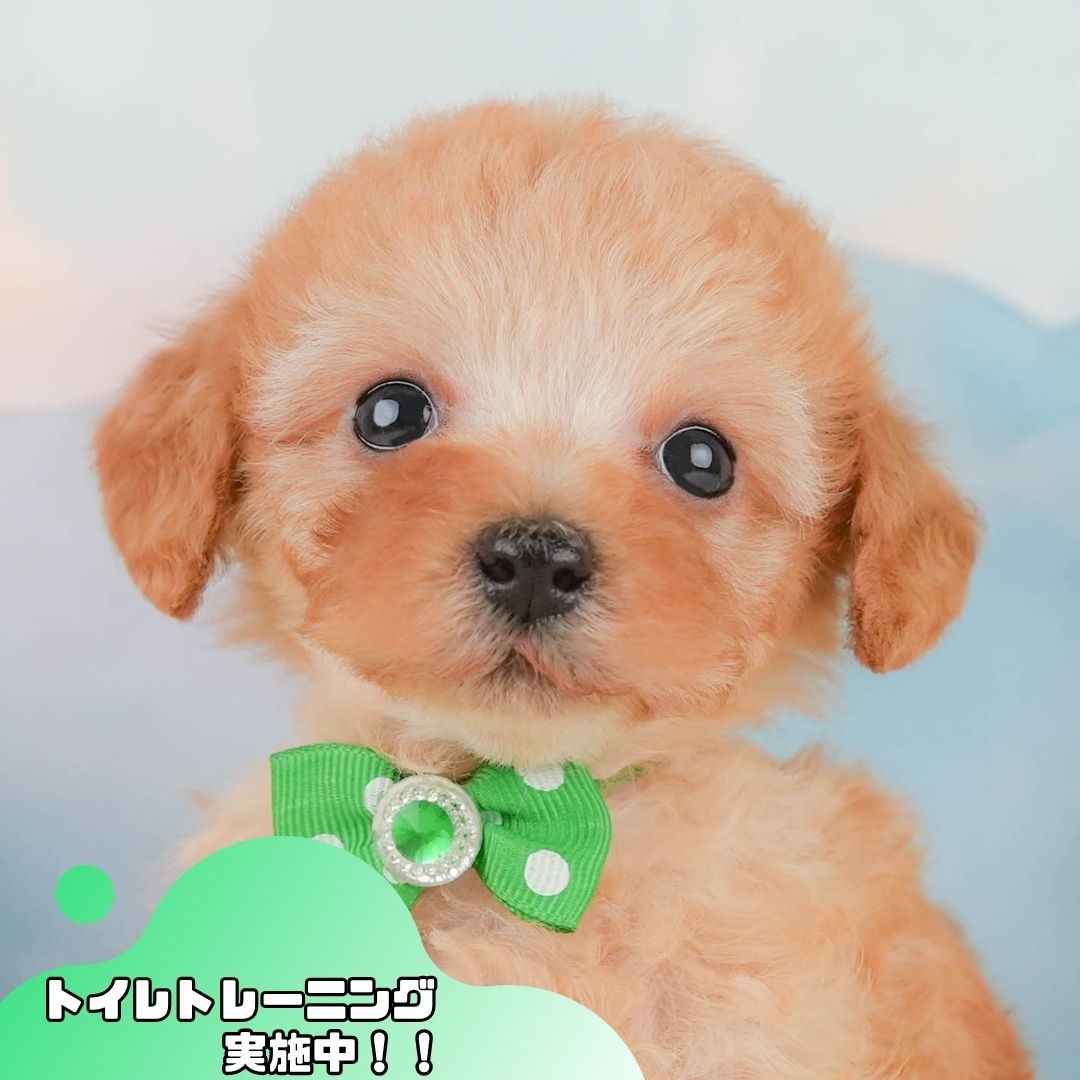 トイ・プードル | 男の子 | アプリコット | 2026年2月8日