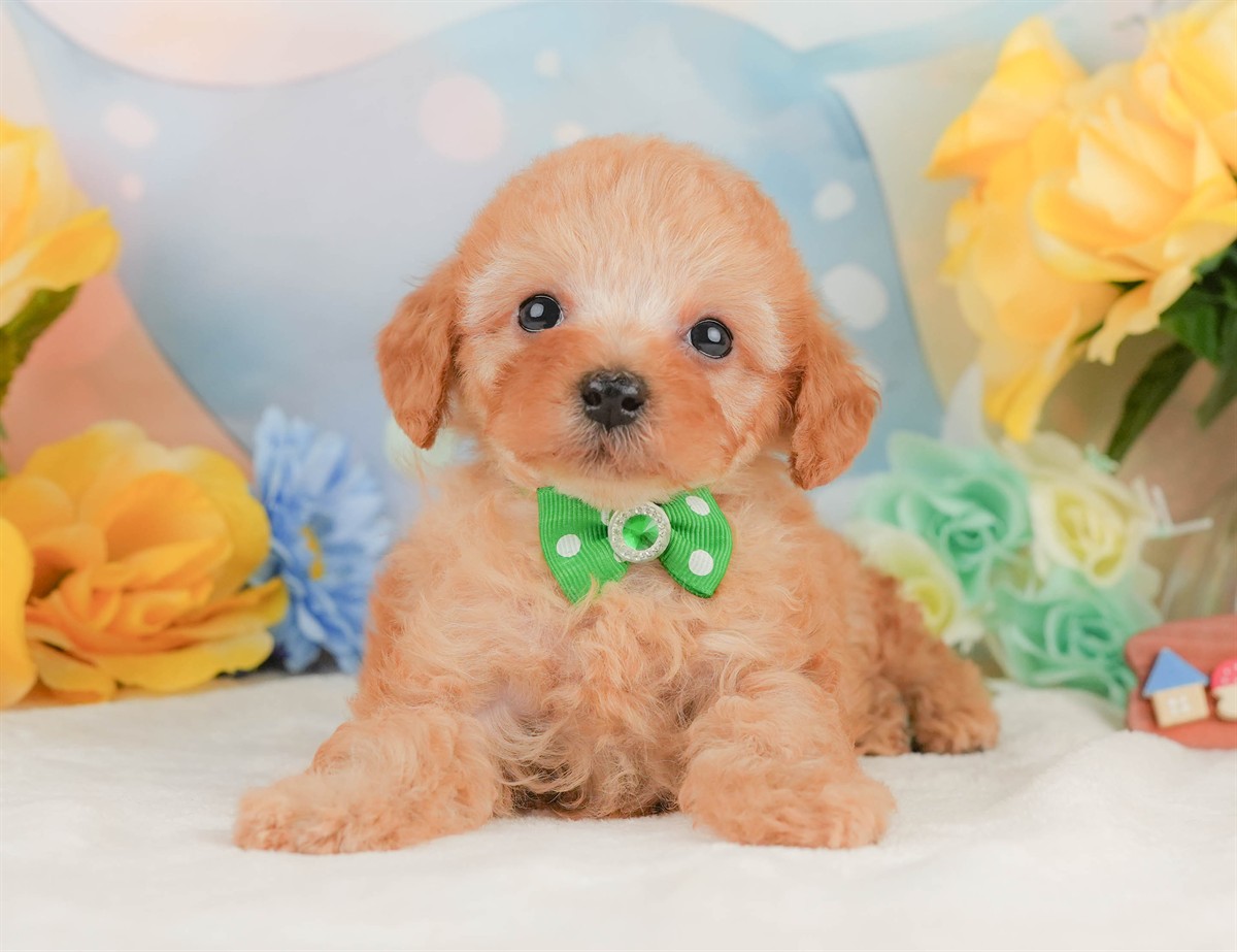 トイ・プードル | 男の子 | アプリコット | 2026年2月8日