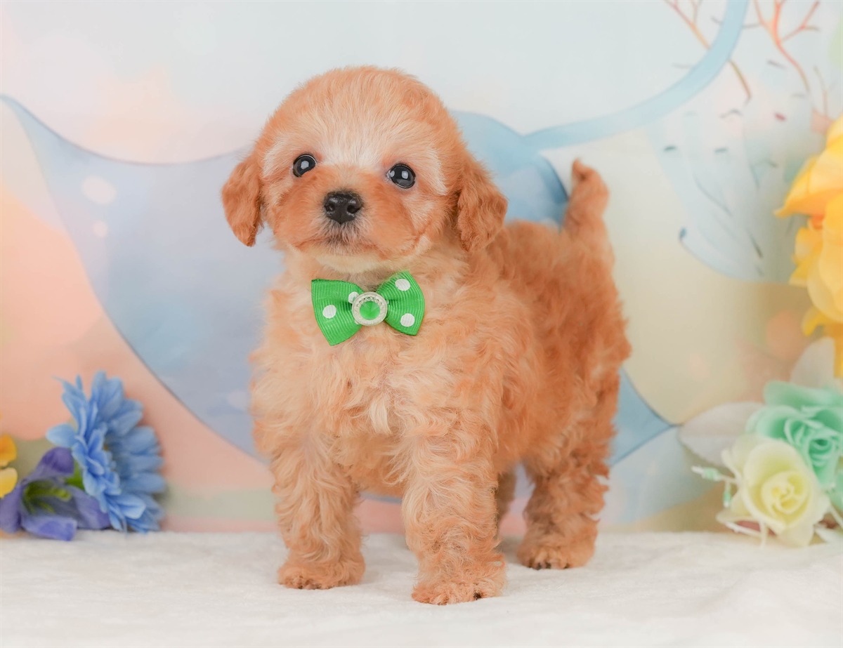 トイ・プードル | 男の子 | アプリコット | 2026年2月8日