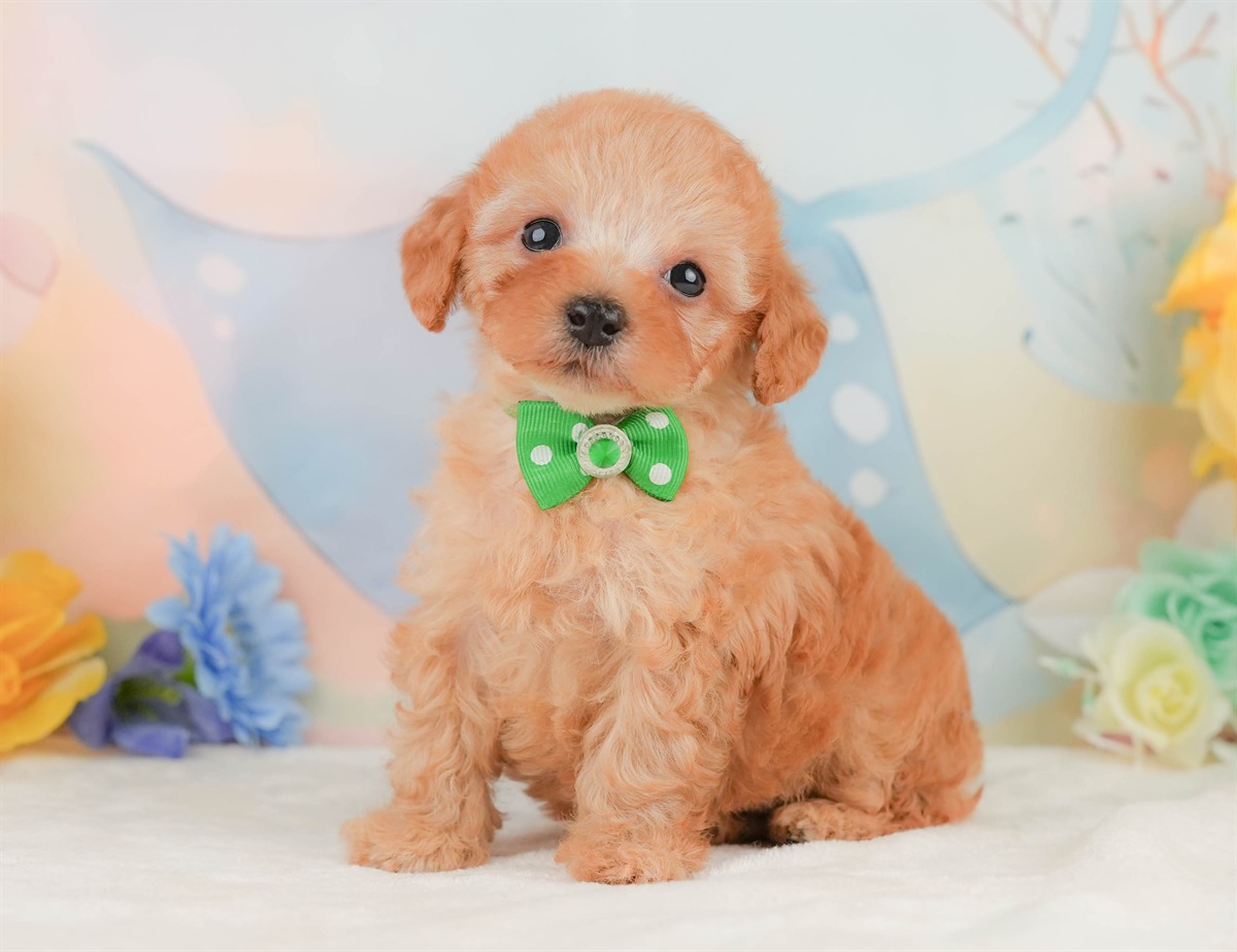トイ・プードル | 男の子 | アプリコット | 2026年2月8日