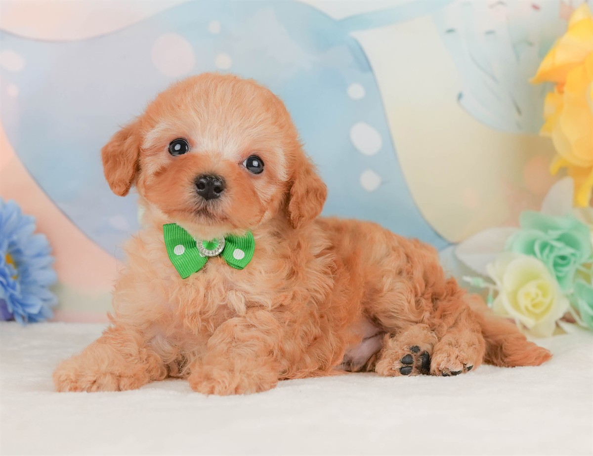 トイ・プードル | 男の子 | アプリコット | 2026年2月8日
