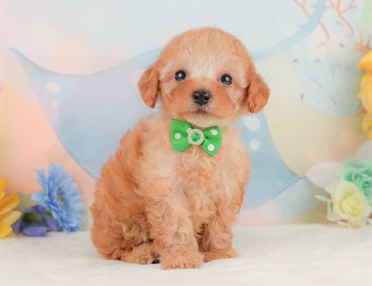 トイ・プードル | 男の子 | アプリコット | 2026年2月8日