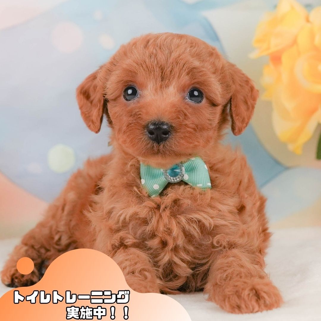 トイ・プードル | 男の子 | レッド | 2026年2月8日