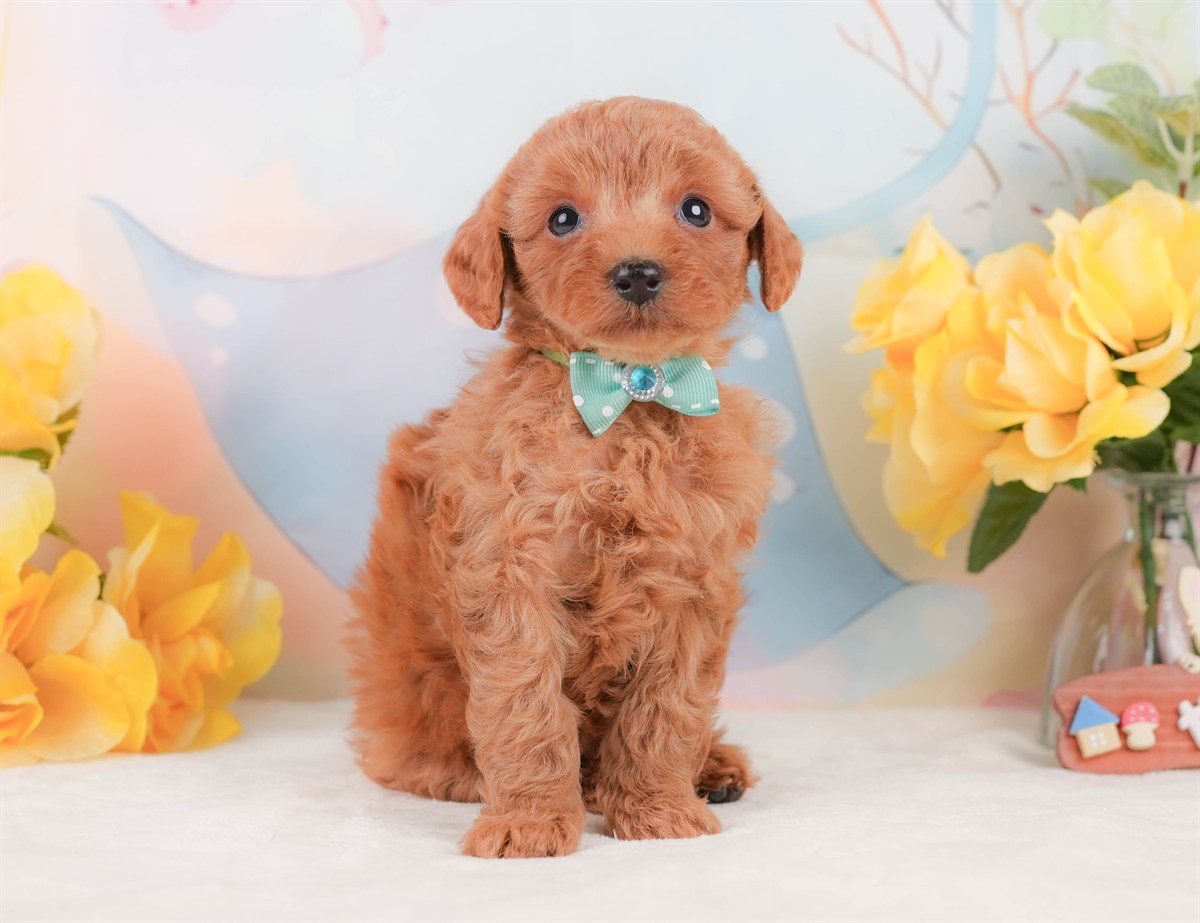 トイ・プードル | 男の子 | レッド | 2026年2月8日