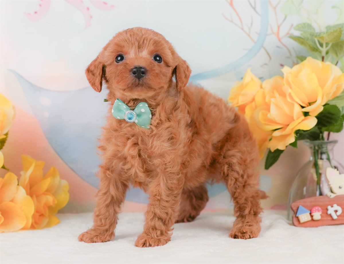 トイ・プードル | 男の子 | レッド | 2026年2月8日