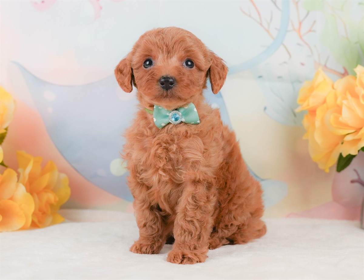 トイ・プードル | 男の子 | レッド | 2026年2月8日