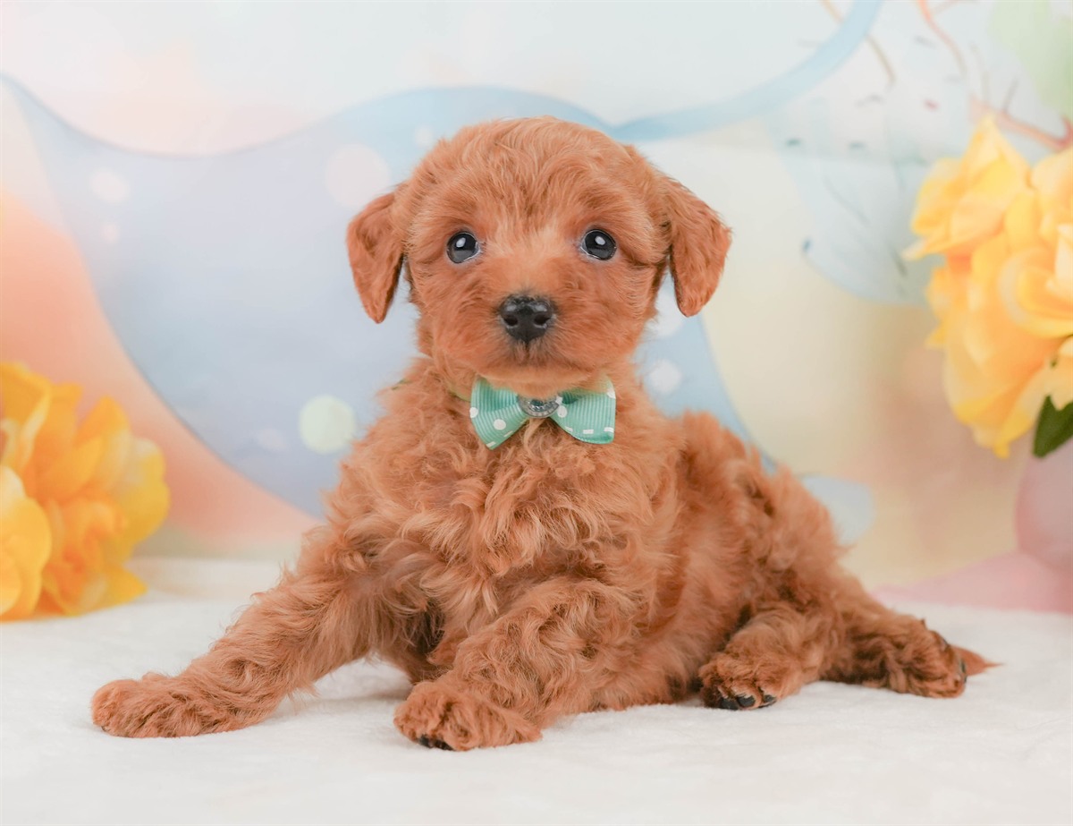 トイ・プードル | 男の子 | レッド | 2026年2月8日