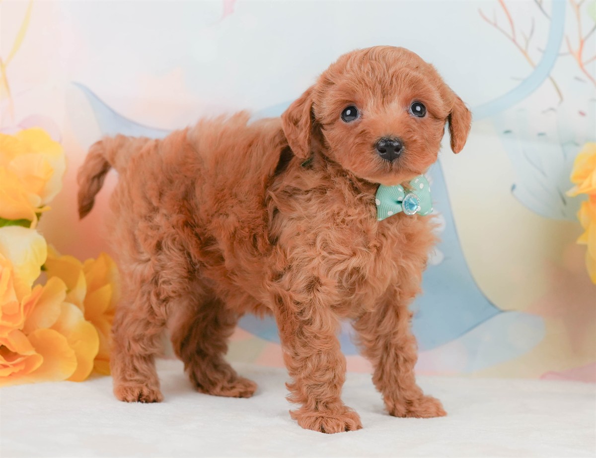 トイ・プードル | 男の子 | レッド | 2026年2月8日