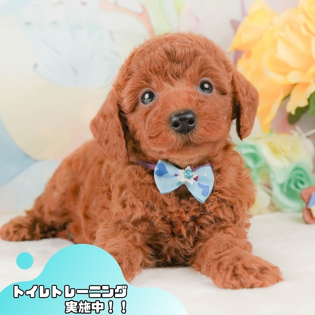 トイ・プードル | 男の子 | レッド | 2026年2月8日（ID:dog-200015506）