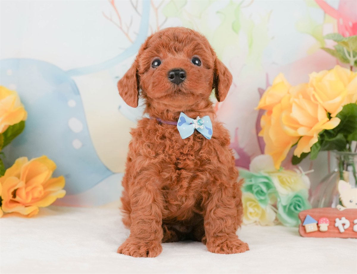 トイ・プードル | 男の子 | レッド | 2026年2月8日（ID:dog-200015506）