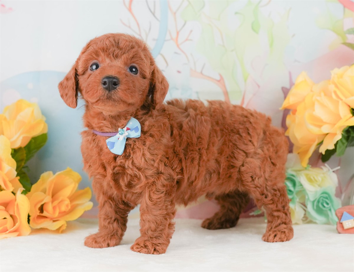 トイ・プードル | 男の子 | レッド | 2026年2月8日（ID:dog-200015506）