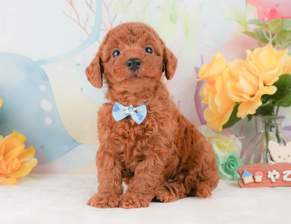 トイ・プードル | 男の子 | レッド | 2026年2月8日（ID:dog-200015506）