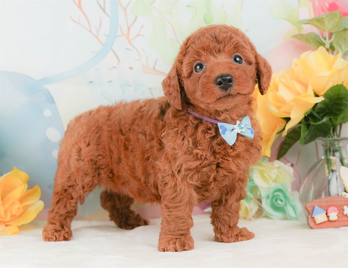 トイ・プードル | 男の子 | レッド | 2026年2月8日（ID:dog-200015506）