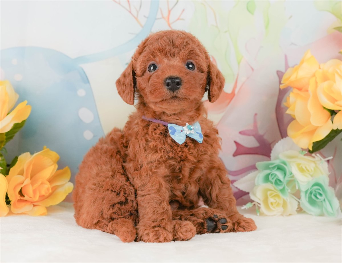 トイ・プードル | 男の子 | レッド | 2026年2月8日（ID:dog-200015506）