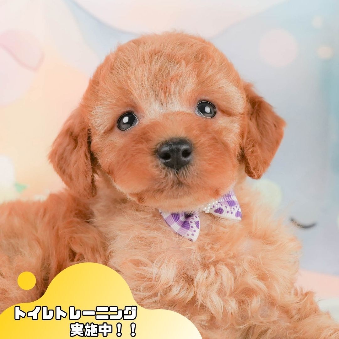 トイ・プードル | 男の子 | アプリコット | 2026年2月8日