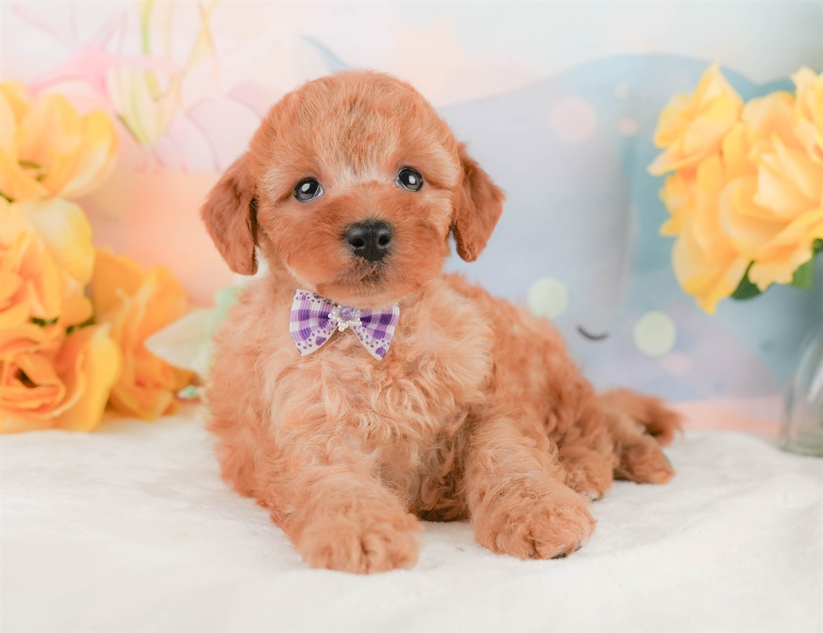 トイ・プードル | 男の子 | アプリコット | 2026年2月8日