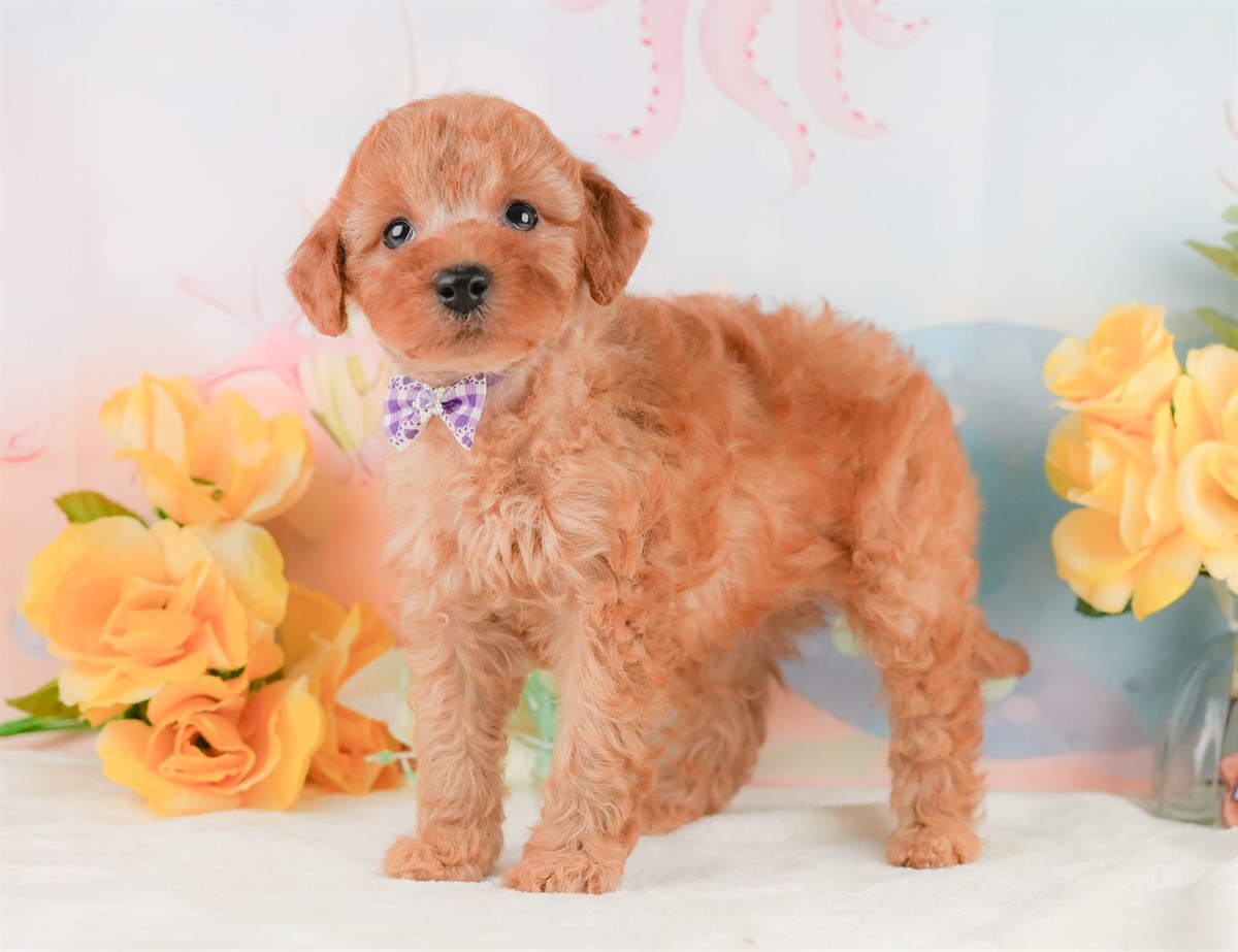 トイ・プードル | 男の子 | アプリコット | 2026年2月8日