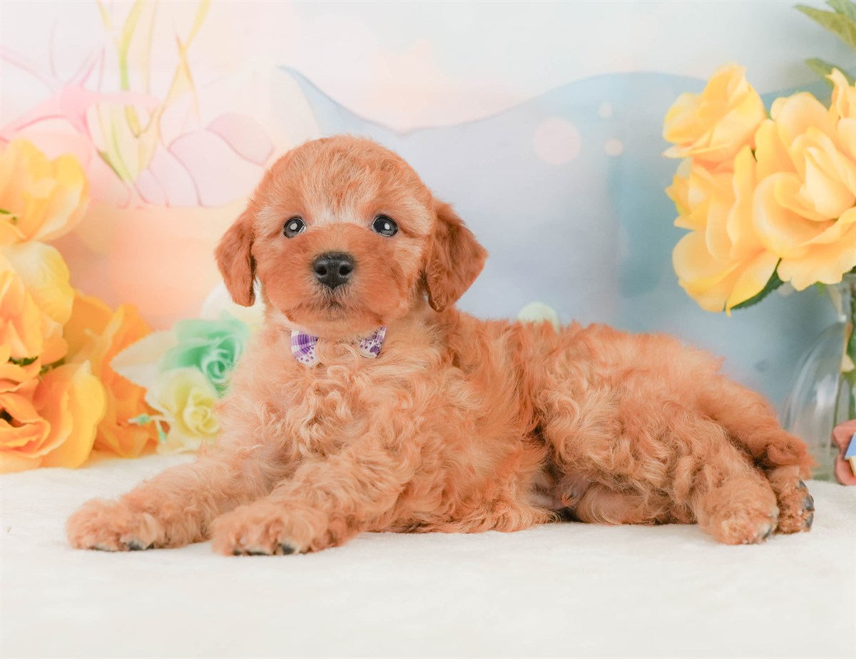 トイ・プードル | 男の子 | アプリコット | 2026年2月8日