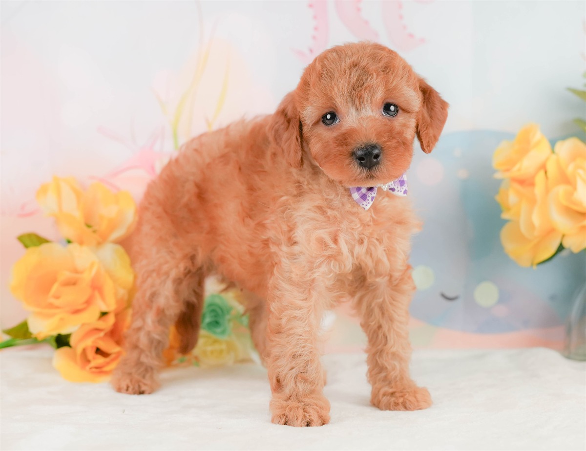 トイ・プードル | 男の子 | アプリコット | 2026年2月8日