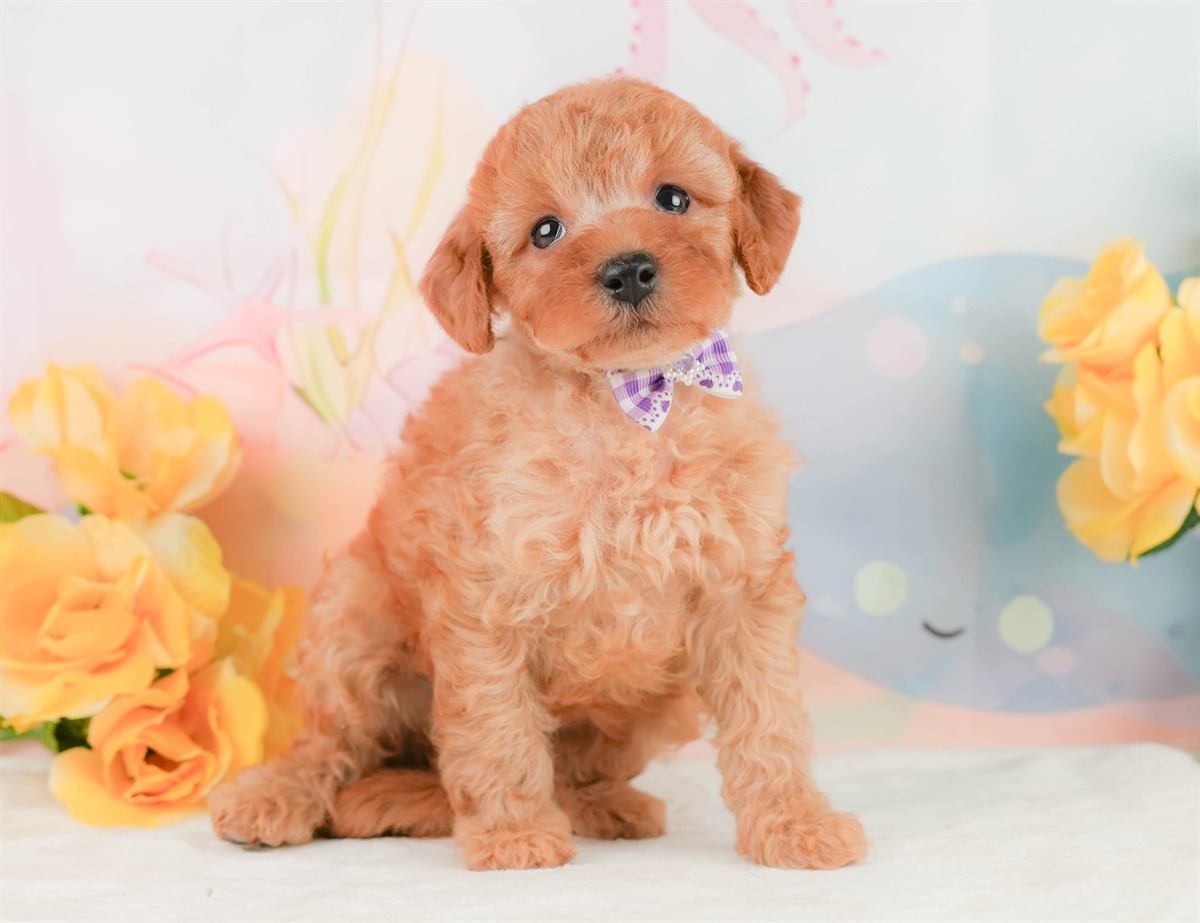トイ・プードル | 男の子 | アプリコット | 2026年2月8日