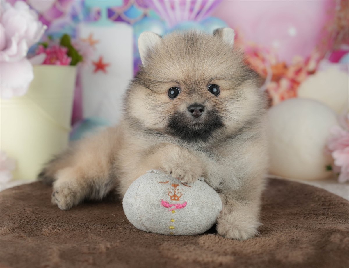 ポメラニアン | 男の子 | クリーム | 2026年2月8日