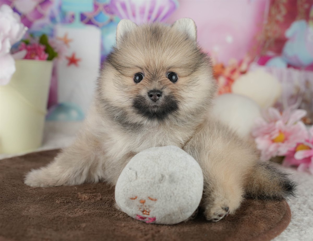 ポメラニアン | 男の子 | クリーム | 2026年2月8日
