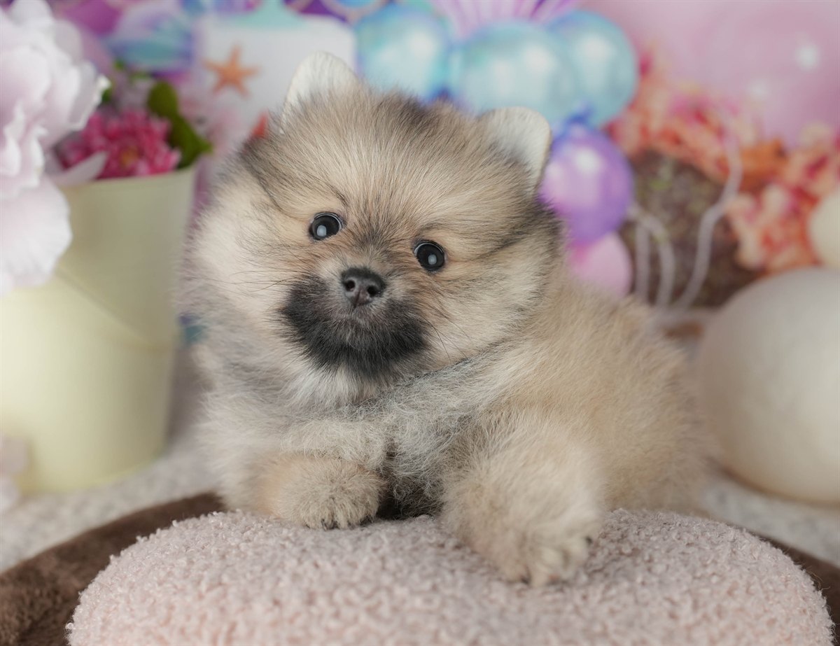 ポメラニアン | 男の子 | クリーム | 2026年2月8日