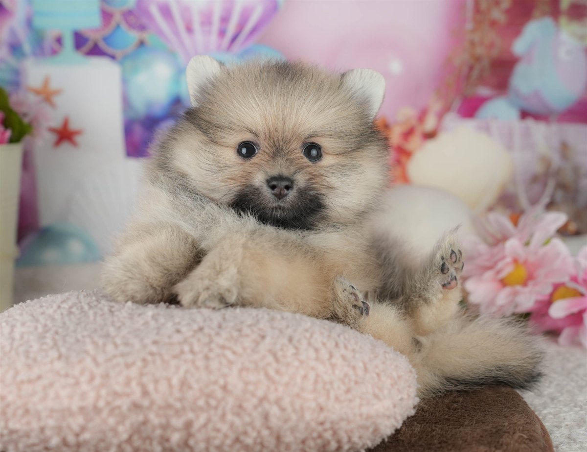 ポメラニアン | 男の子 | クリーム | 2026年2月8日