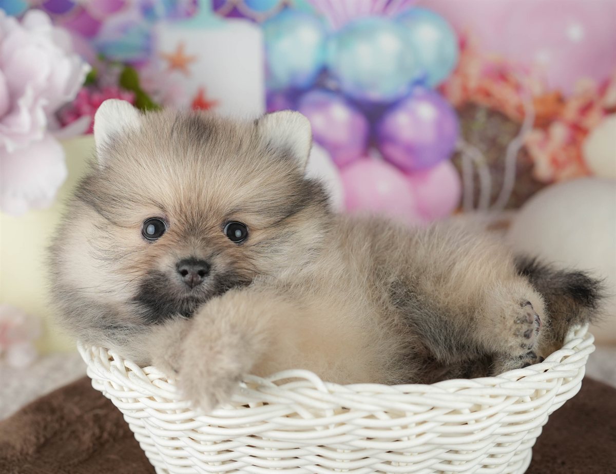 ポメラニアン | 男の子 | クリーム | 2026年2月8日