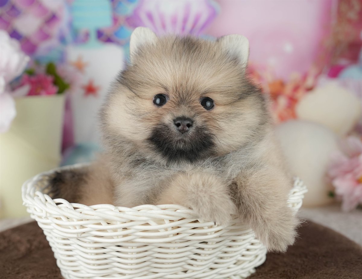 ポメラニアン | 男の子 | クリーム | 2026年2月8日