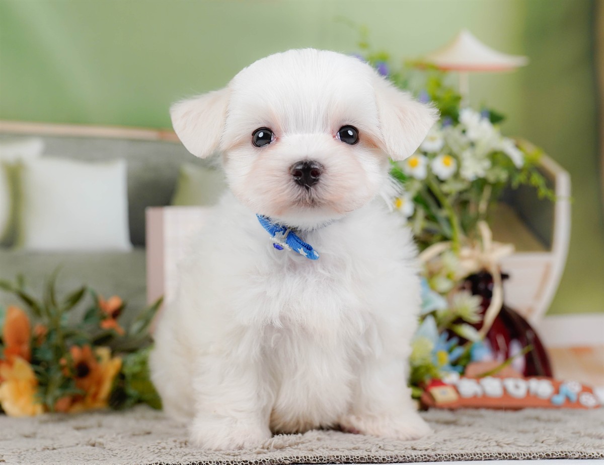 マルチーズ | 男の子 | ホワイト | 2026年2月8日