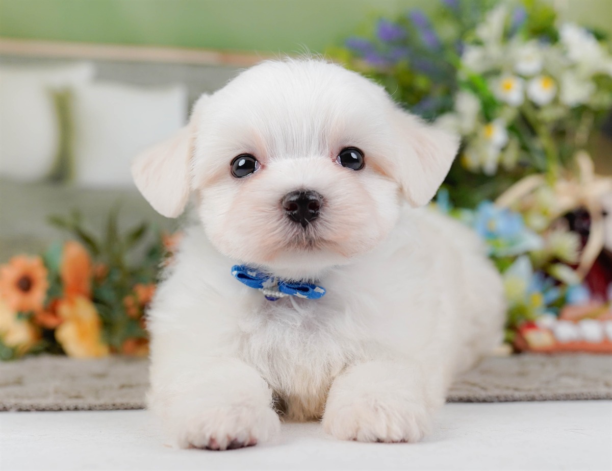 マルチーズ | 男の子 | ホワイト | 2026年2月8日