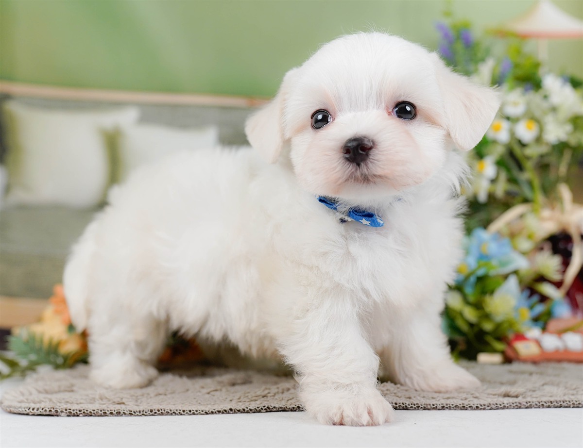マルチーズ | 男の子 | ホワイト | 2026年2月8日